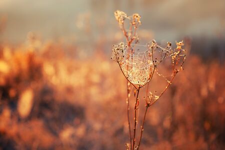 Spider web on a meadow in the rays of the rising sun.の写真素材