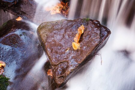 A fall colored maple leaf resting on a moss covered rock with water flowing around it.の写真素材