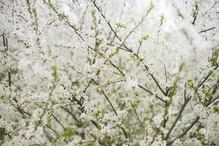 Flowers of the cherry blossoms on a spring day