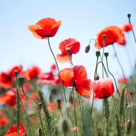 Red poppies against the blue sky at shiny dayの写真素材