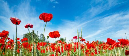 red poppy fieldの写真素材