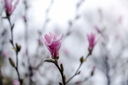Magnolia tree blossomの写真素材