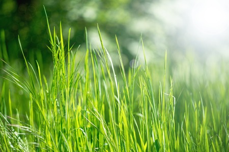 spring grass in sun light and defocused sky on backgroundの写真素材