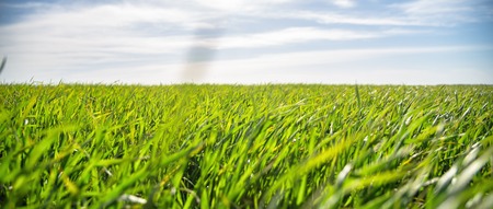 Green field, blue sky at the sunsetの写真素材