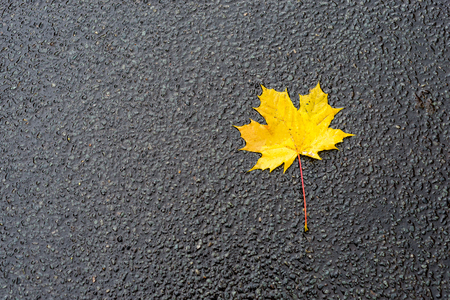 Photo of autumn leaves on asphalt roadの写真素材