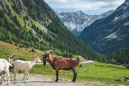mountain goats on the country roud in the mountains. Austriaの写真素材