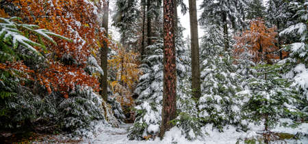 Forest with autumn leaves and snow. Carpathian, Ukraineの写真素材