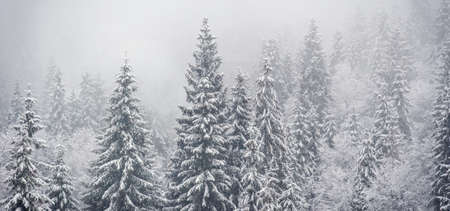 Winter landscape in mountains. Carpathian, Ukraineの写真素材