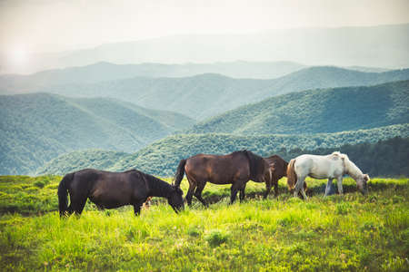 Horses graze on clean meadows.の写真素材