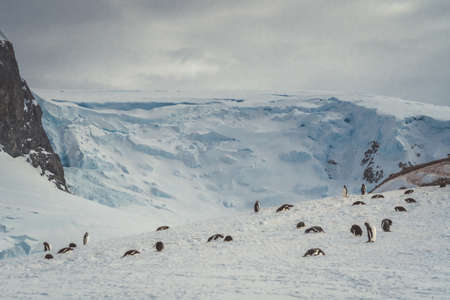 Penguins in Antarctica. Port Lockroy