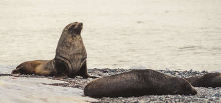 Fue seals in Antarctica. Port Lockroyの写真素材