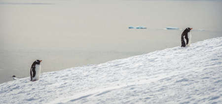 Penguins in Antarctica. Port Lockroy