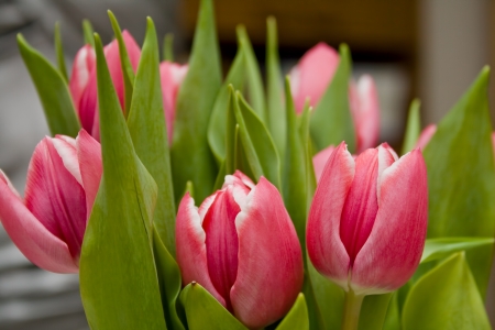Pink and white tulips with green leavesの写真素材
