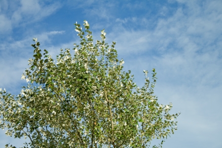 green tree on a background of blue skyの写真素材
