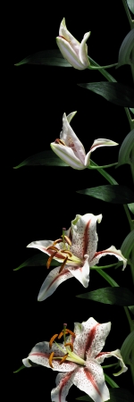 Time-lapse series of a lily flower openingの写真素材