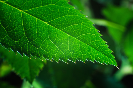 Close up deatil of rose plant leaves.の写真素材