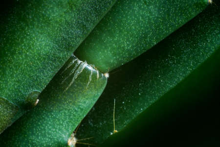 Close up detail of a Christmas cactus (Schlumbergera sp.)の写真素材