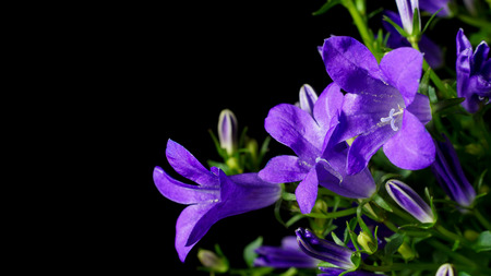 Close up detail of a bellflower (Campanula portenschlagiana).の写真素材