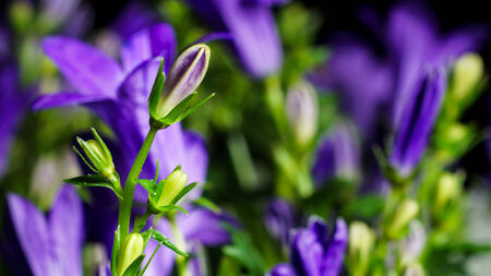 Close up detail of a bellflower (Campanula portenschlagiana).の写真素材