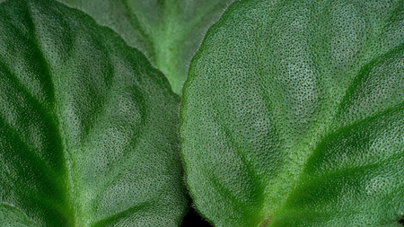 Close up detail of african violet (Saintpaulia sp.) leaves.の写真素材