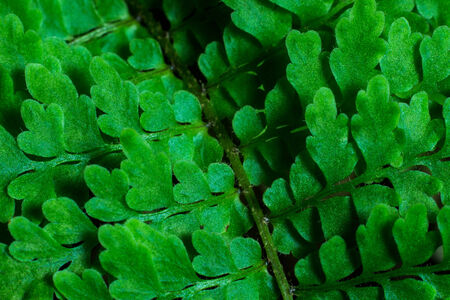 Close up detail of a boston fern (Nephrolepis exaltata).の写真素材