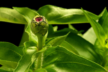 Close up of a closed zinnia flower bud.の写真素材