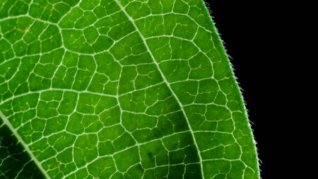 Close up deatil of a zinnia flower leaf.の写真素材