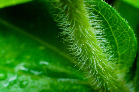 Close up deatil of zinnia flower stem and trichomes (hairs).の写真素材