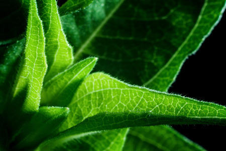 Close up deatil of zinnia flower leaves.