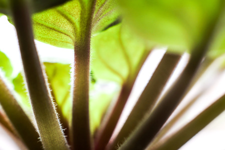 Close up detail of african violet (Saintpaulia sp.) leaves.の写真素材