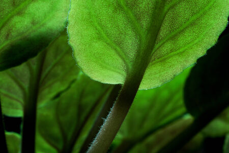 Close up detail of african violet (Saintpaulia sp.) leaves.の写真素材