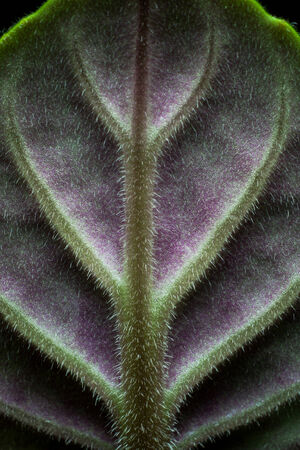 Close up detail of an african violet (Saintpaulia sp.) leaf.の写真素材