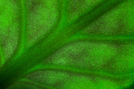 Close up detail of an african violet (Saintpaulia sp.) leaf.の写真素材