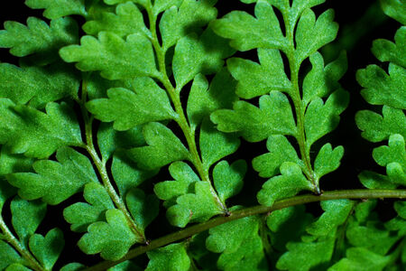 Close up detail of a boston fern (Nephrolepis exaltata).の写真素材