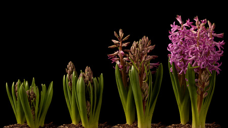 Purple Hyacinth blooming. Time lapse composite.
