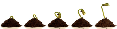 Bean sprout growing. Time lapse composite,の写真素材