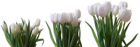 Time lapse series of white tulip flowers blooming.の写真素材