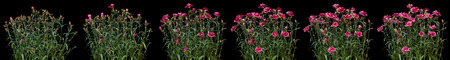 Pink carnation time lapse series. Studio shot over black.の写真素材