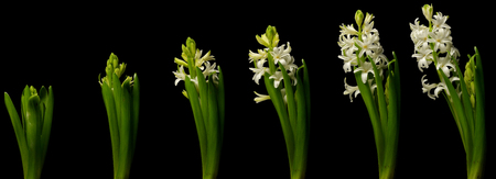 White hyacinth time lapse series. Studio shot over black.の写真素材