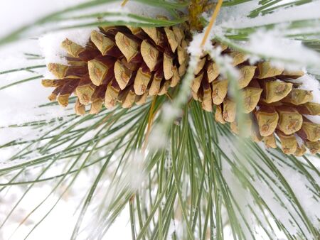 Two snow covered pinecones on an evergreen branch in winter.