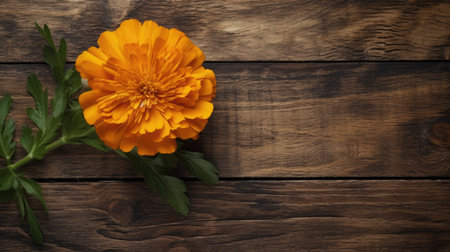 Orange marigold flower on wooden background. top view with copy spaceの素材