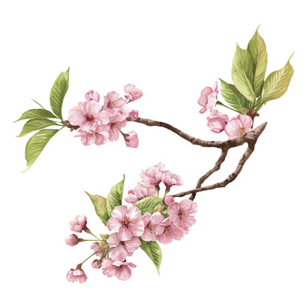 Cherry blossom branch with flowers isolated on white background. Watercolor hand drawn illustrationのイラスト素材