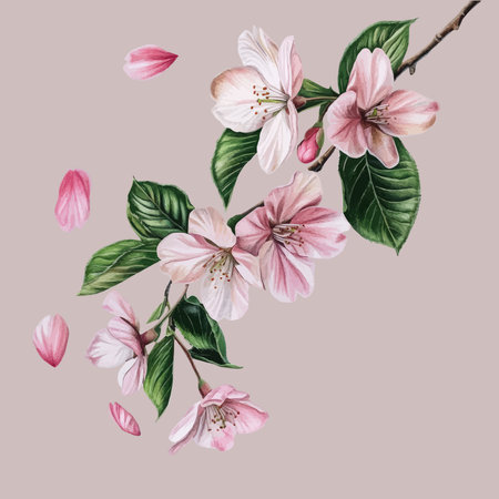 Beautiful watercolor illustration of cherry blossom branch with flowers.のイラスト素材