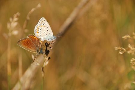 two Aricia agestis butterfly perpetuating the lepidoptera species in summerの写真素材
