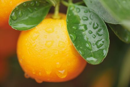 calamondin fruit int the tree right after the rainの写真素材