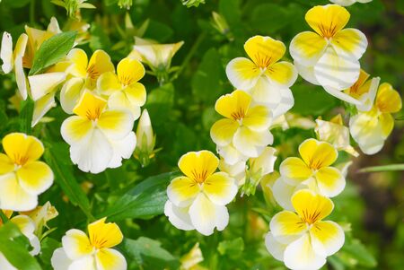 closeup view of bright yellow viola pedunculata in a sunny dayの写真素材