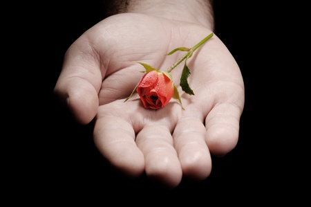 hand of a man giving a small fresh natural roseの写真素材