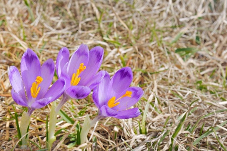 three fresh Crocus sativus flowers in spring in natural environmentの写真素材