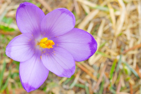 closeup view fresh Crocus sativus flower in spring in natural environmentの写真素材