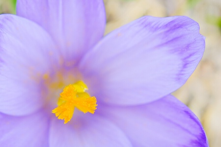 fresh natural Crocus sativus flower in spring, macro viewの写真素材